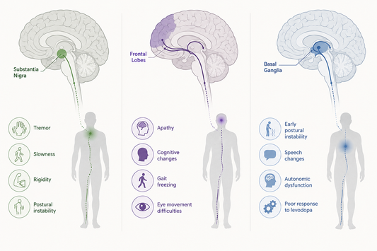 Medical illustration comparing the major types of parkinsonism with simplified brain pathways and symptom patterns, showing that not all parkinsonism is Parkinson's disease.